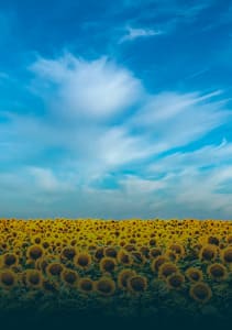 Зернові та олійні культури